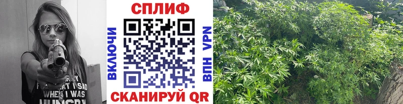 Конопля индика Иваново
